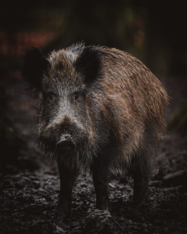 Europäisches Wildschwein