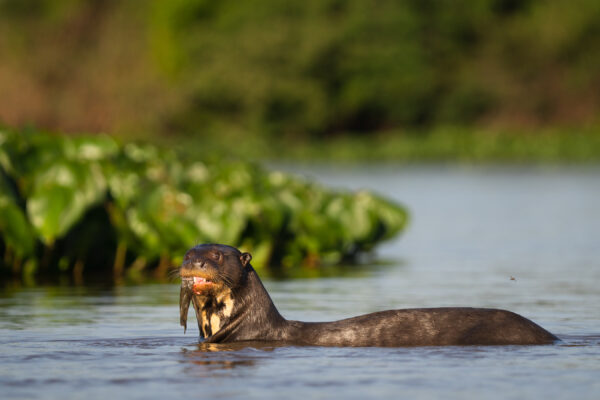 Riesenseeotter