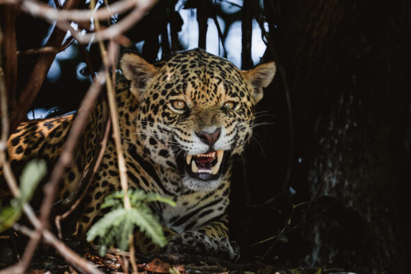 Jaguar