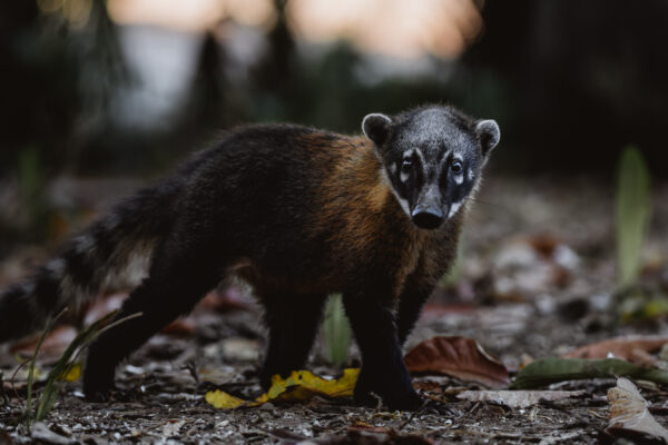 Nasenbär II