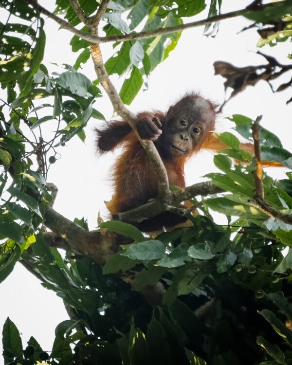 Orang-Utan