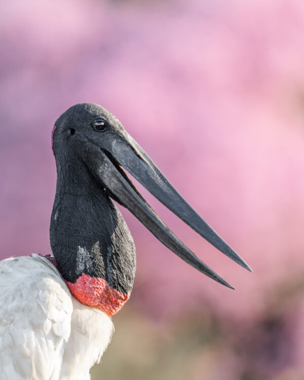 Jabiru