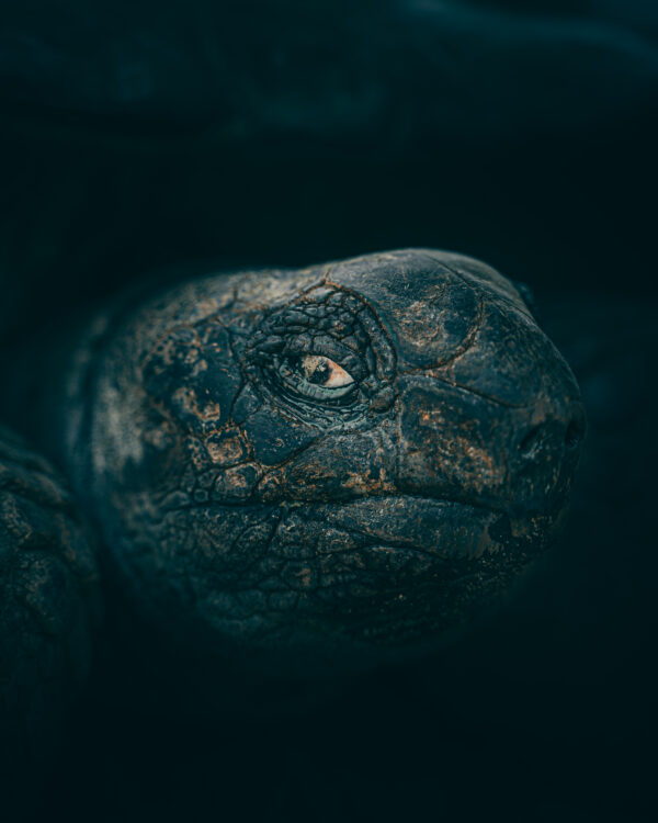 Aldabra - Riesenschildkröte