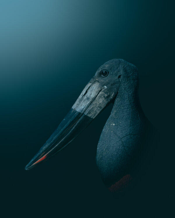 Jabiru II