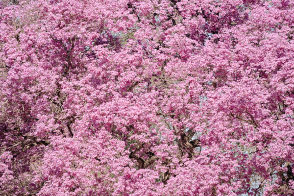 Pink Ipe
