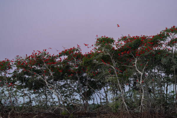 Rote Ibisse