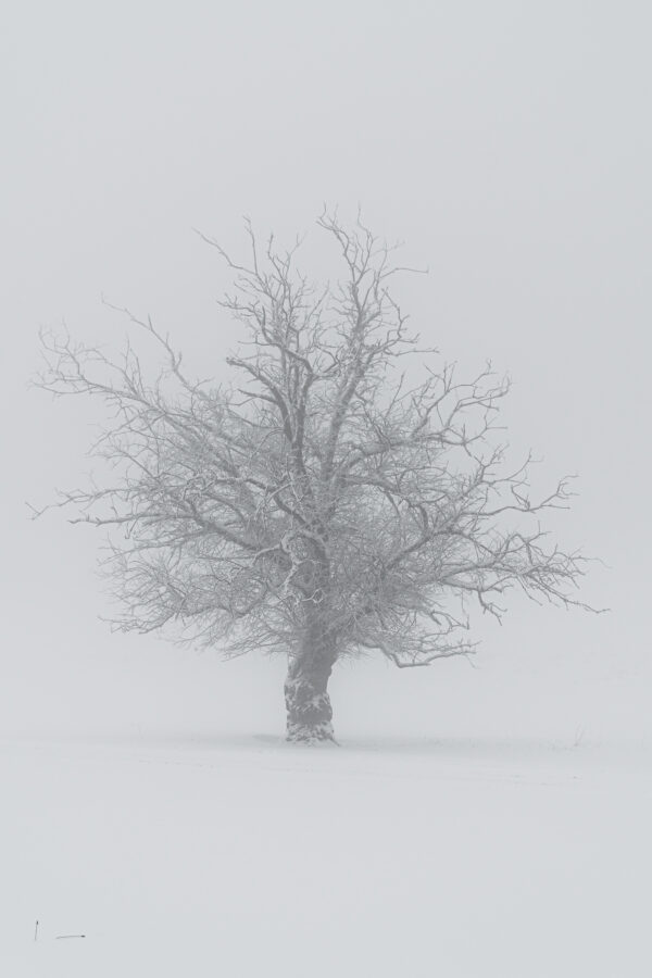 Stille