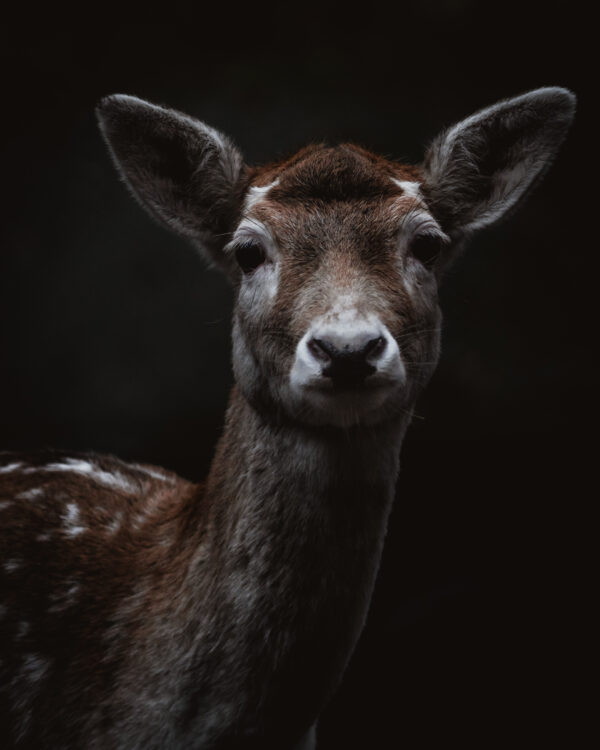 Damhirsch