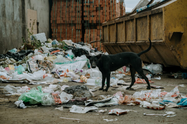 Street Dog
