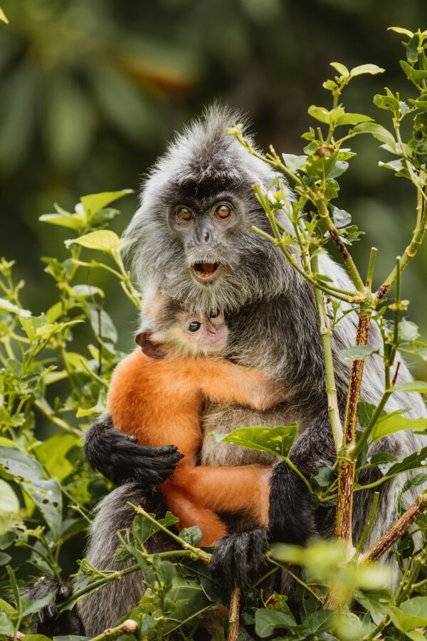 Silberner Langur
