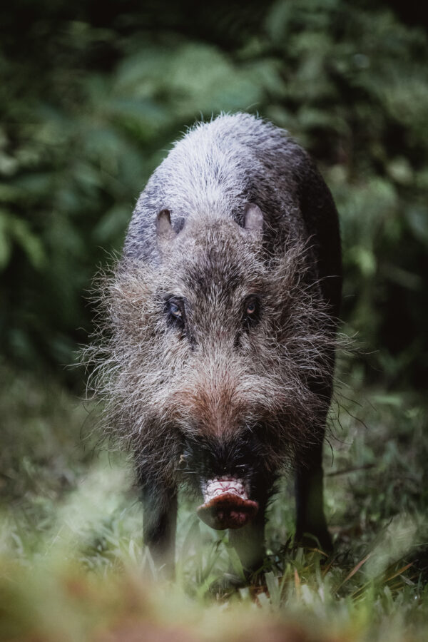 Borneo-Bartschwein