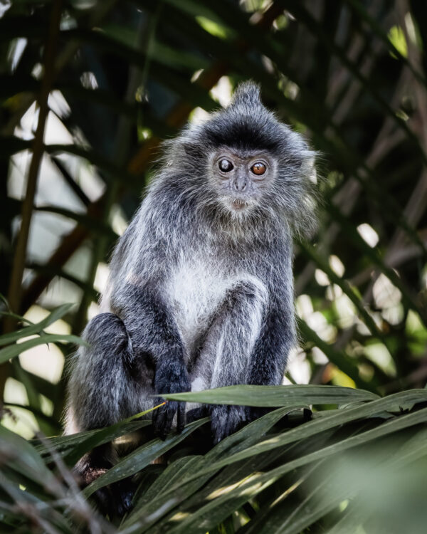 Silberner Langur