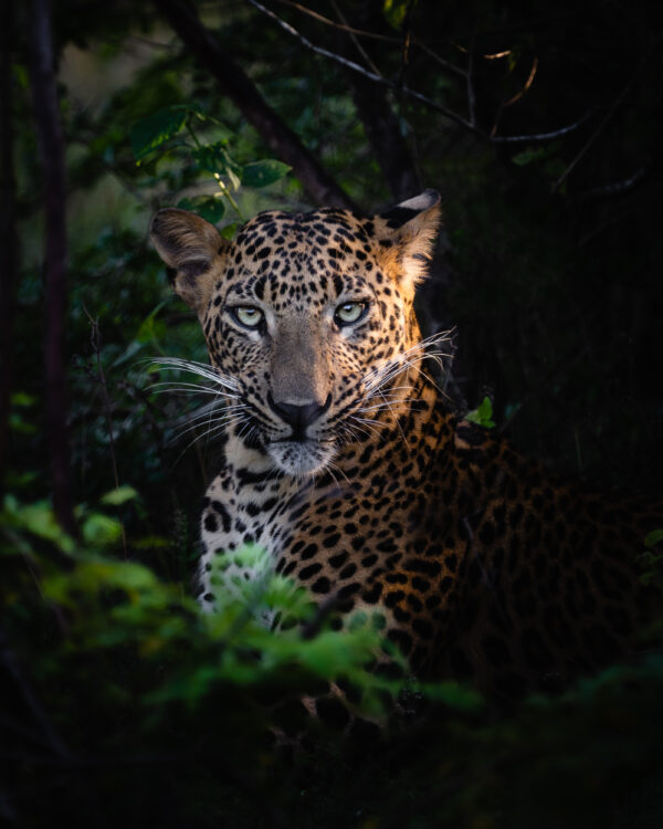 Sri Lanka-Leopard