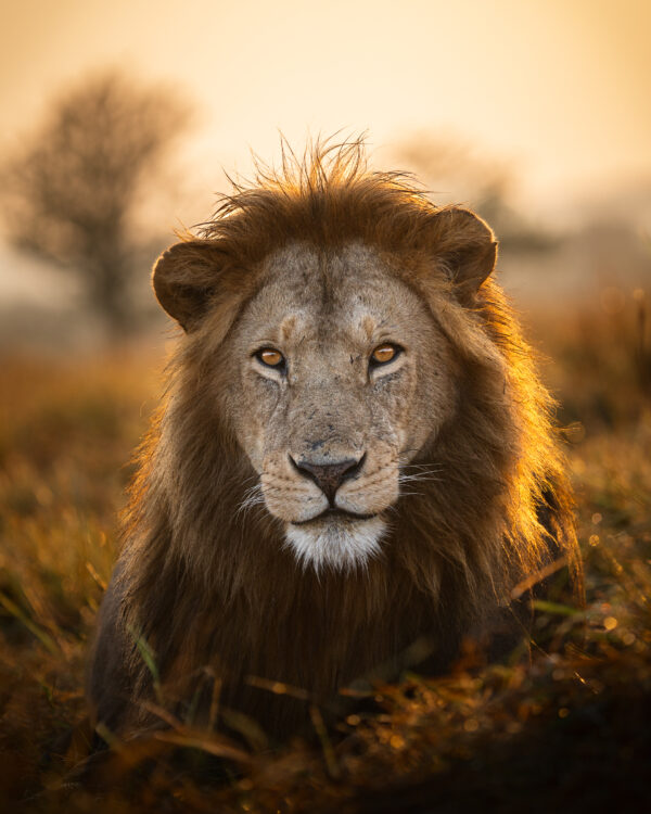 Afrikanischer Löwe