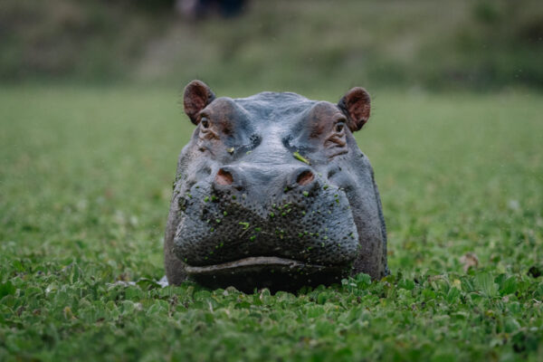 Hippopotamus