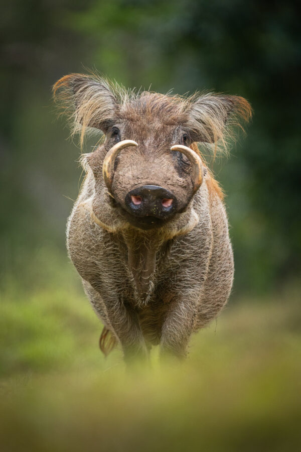 Warzenschwein