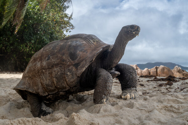 Riesenschildkröte
