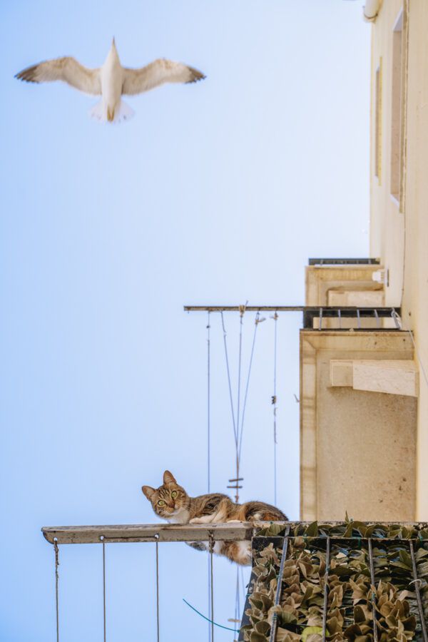 Cat and Seagull