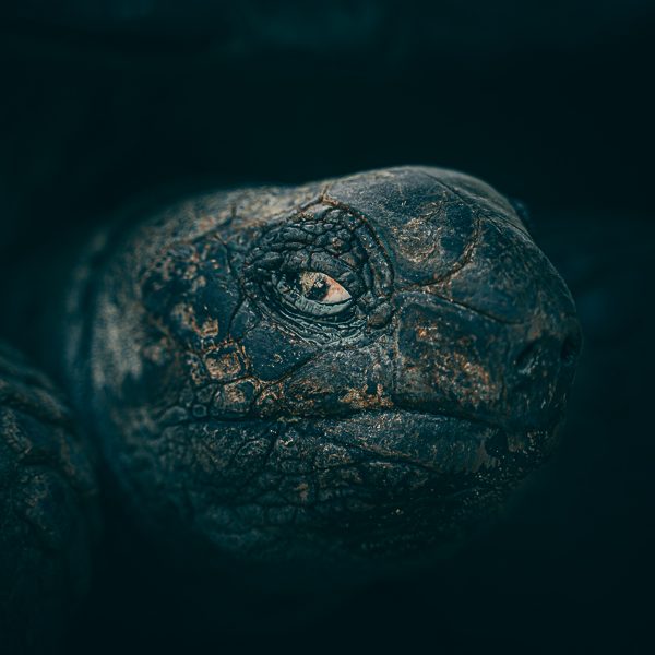 Tortoise